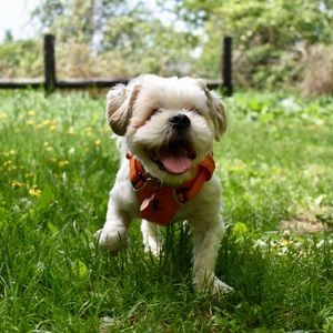 Closet Closed: Due to New Family member 🐶🐾